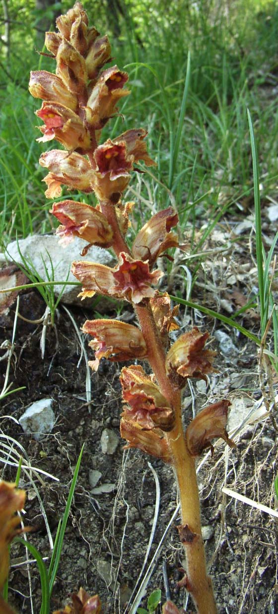 non so cosa sia - Orobanche sp.
